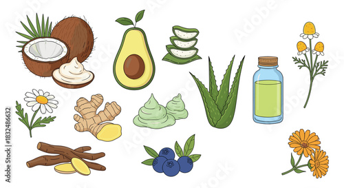 Set of natural cosmetic ingredients including coconut, avocado, aloe vera, and ginger, illustrated in a colorful hand-drawn style.