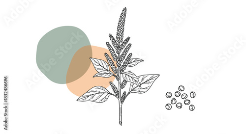 Botanical line art illustration of an amaranth plant and its seeds, set against abstract, modern pastel-colored background shapes.