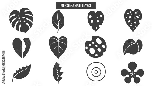 Monstera split leaves vector illustration set of different leaf shapes and styles.