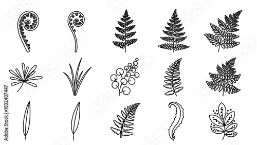 Botanical illustration: A variety of fern and leaf drawings in black and white.