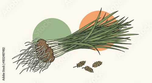 Botanical illustration of a chufa plant, also known as tiger nut, showing its roots, leaves, and seeds with modern abstract shapes.