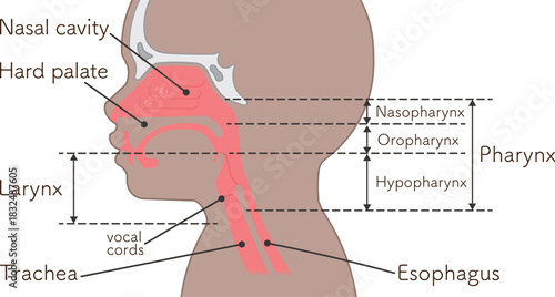 小児の喉頭・咽頭・横向き・イラスト Children larynx illustration
