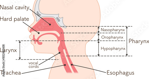 小児の喉頭・咽頭・横向き・イラスト Children larynx illustration