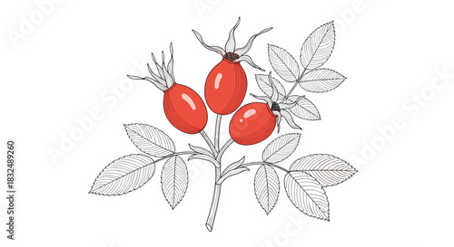 Branch of rose hips with red berries and sketched leaves, illustrated in a mixed color and monochrome vintage botanical style.