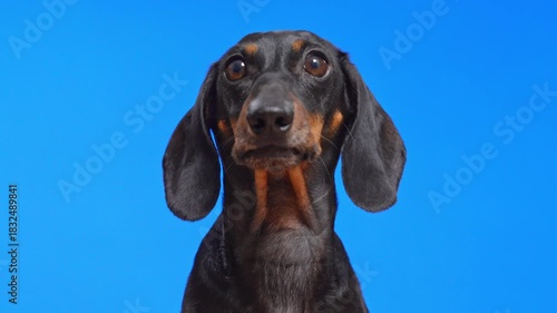 A close-up of a black and tan dachshund looking forward with its tongue slightly out and fidgeting against a bright blue background