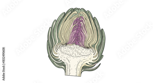 Cross-section of an artichoke showing its internal structure, including the heart and choke, in a detailed, colored vintage illustration.