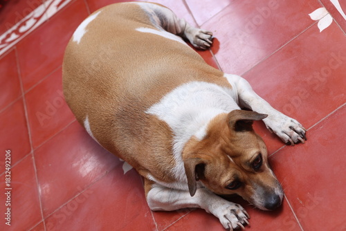 big fat street dog lying sad