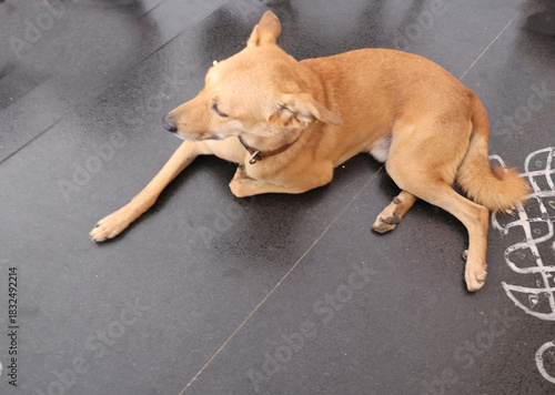 dog on floor