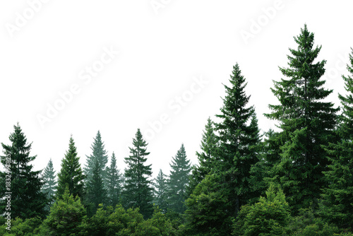 Dense evergreen forest line with dark background and varied tree heights trees pine, Isolated On White Background, Png Transparent