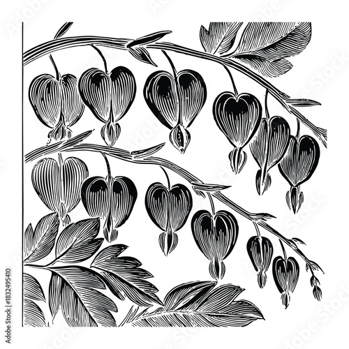 Bleeding heart flower aesthetic botanical vector artwork