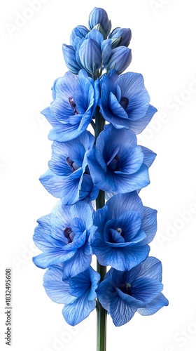 Bouquet of blue delphinium spike layered petals on white.