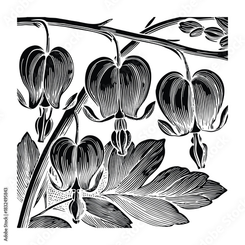 Bleeding heart flower hand illustrated botanical vector artwork