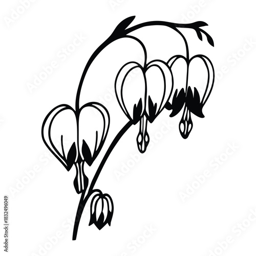 Bleeding heart flower traditional botanical floral vector illustration