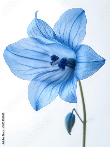 A blue flower isolated on white.