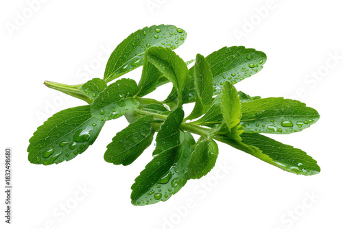Fresh green stevia leaves with water droplets on black background leaf plant, Isolated On White Background, Png Transparent