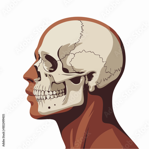 Anatomical Illustration of a Human Skull in Profile.