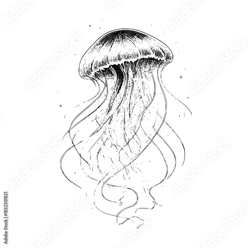 Jellyfish ocean sea marine life aquatic animal underwater nature wildlife medusa tentacle black and white art