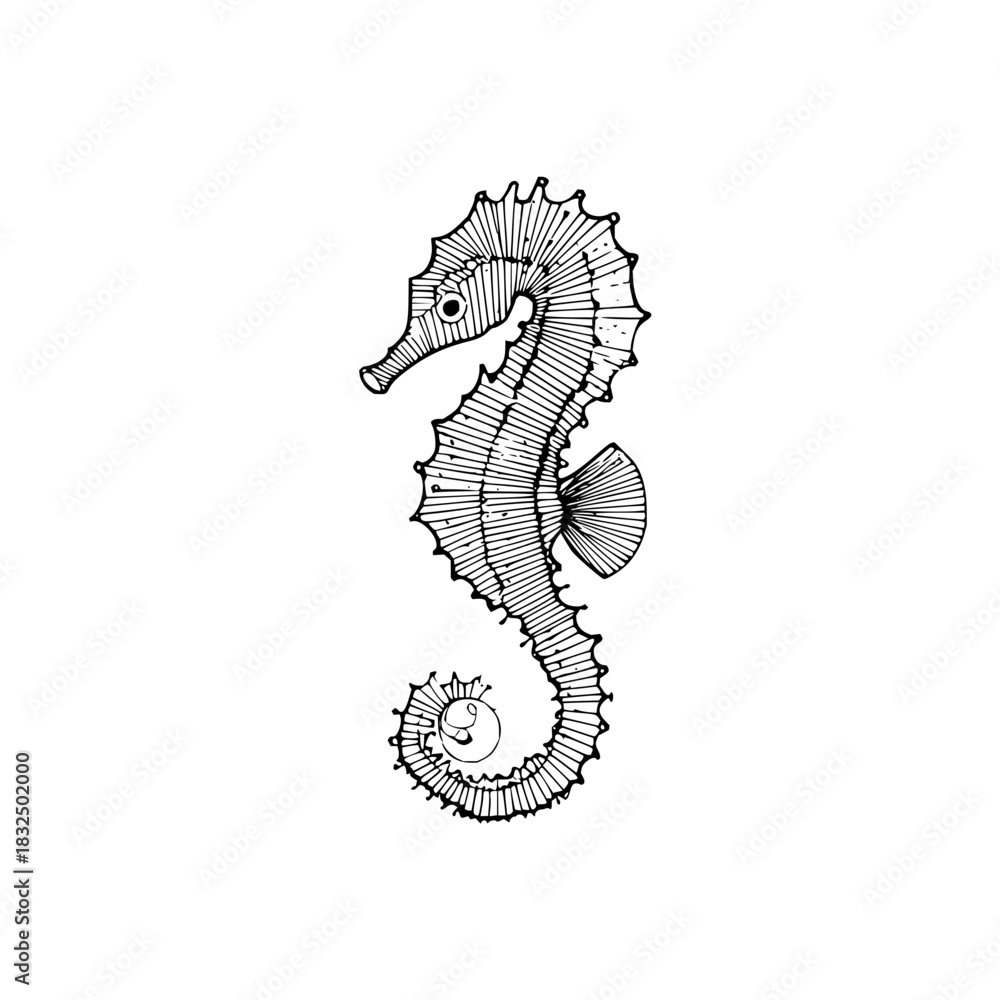 Fototapeta premium Detailed seahorse drawing ocean life marine animal aquatic illustration black and white line art hippocampus design