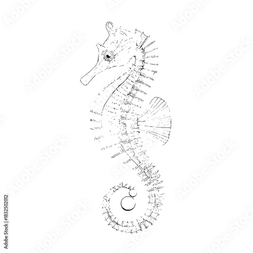 Detailed seahorse drawing marine life ocean hippocampus aquatic animal art illustration sea creature black and white line art