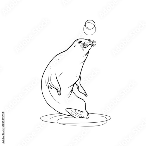 Seal animal aquatic mammal marine wildlife ocean arctic nature cute adorable drawing lineart illustration