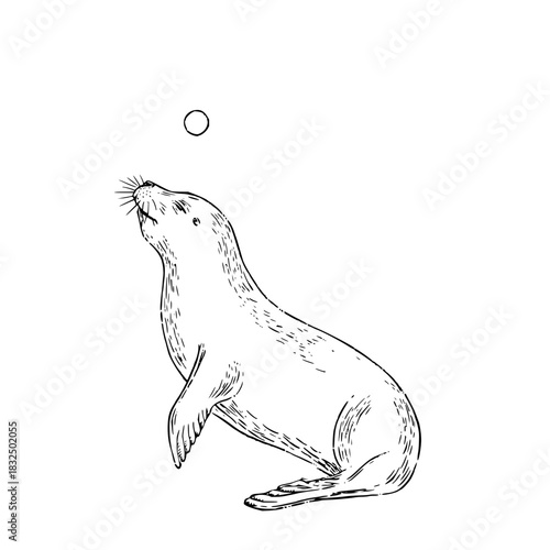 Sea lion illustration marine mammal ocean animal wildlife aquatic creature circus performer ball drawing sketch art
