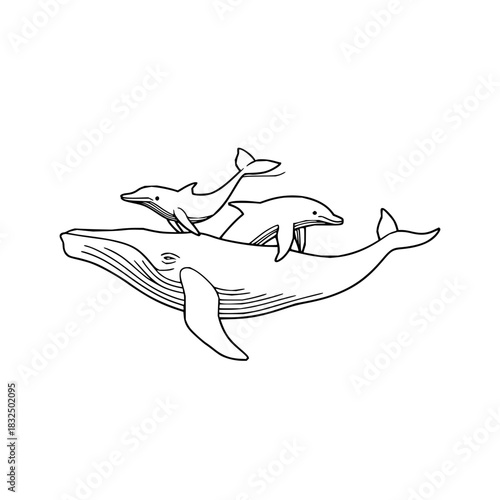 Whale dolphin ocean sea marine mammal aquatic wildlife animal underwater drawing illustration lineart vector art