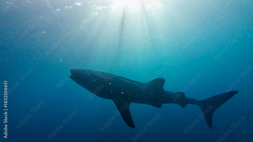 Fototapeta premium Whale shark silhouette 