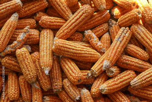 Valokuva Large pile of dry yellow corn on cob