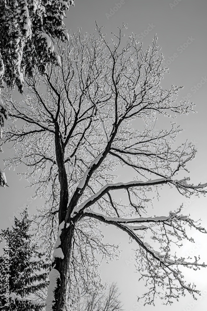 Fototapeta premium Bare winter tree branches, snow-laden, against a pale sky