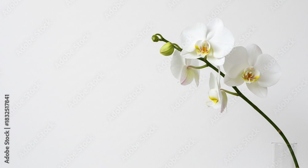 Obraz premium 白い胡蝶蘭に柔らかな自然光が優しく降り注ぎミニマルで上品な美しさが際立つクローズアップショット. AI Generated