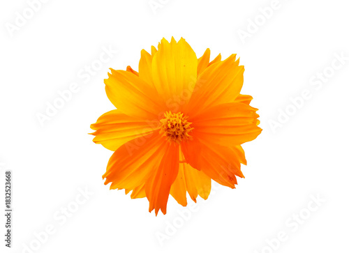 Beautiful orange flowers on a white background