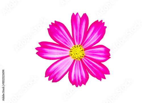 Pink flowers on a white background