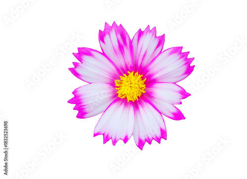 Pink flowers on a white background