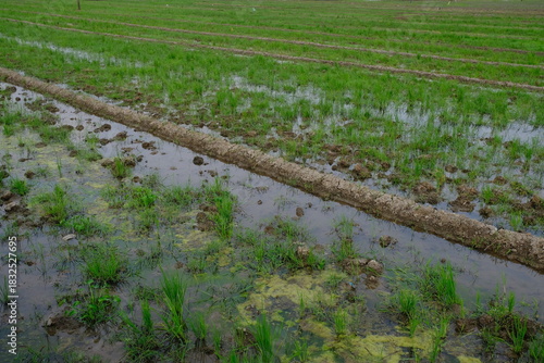 rice fields overgrown with wild grass and weeds. post-harvest rice fields.