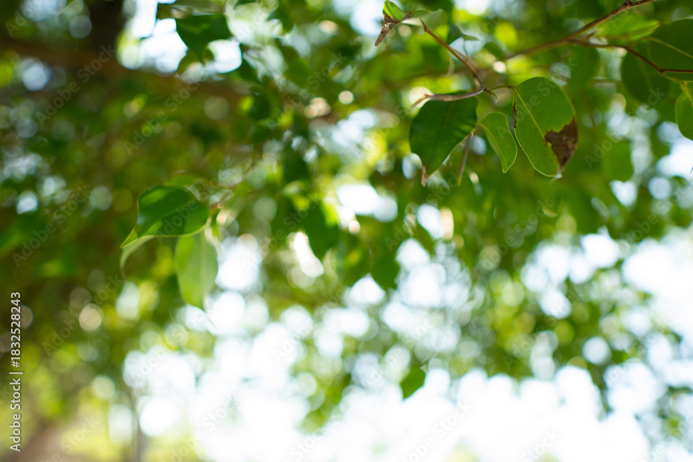 Obraz premium A collection of green leaf and tree canopy shots captured in a natural park environment. Soft sunlight, organic textures, and vibrant greenery create a calming background suitable for nature themes an