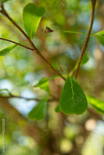 Wallpaper Mural A collection of green leaf and tree canopy shots captured in a natural park environment. Soft sunlight, organic textures, and vibrant greenery create a calming background suitable for nature themes an Torontodigital.ca