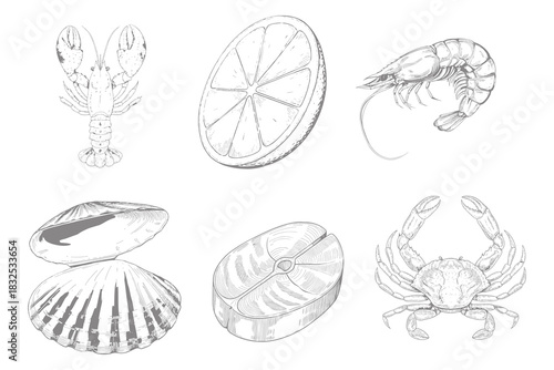 Hand drawn seafood objects illustration. Vintage style  Lobster, shrimp, crab and fish. Eps 10