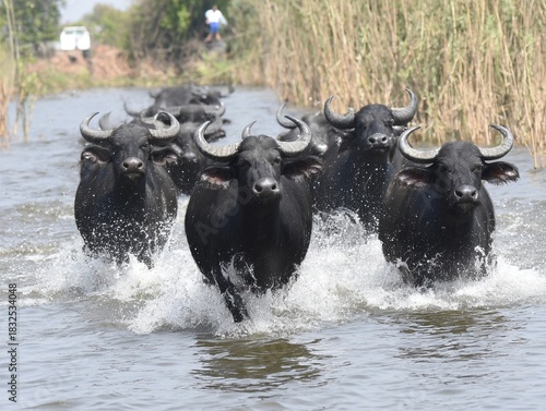 A group of dark, black buffalos running through water, creating splashes, with reeds and a vehicle