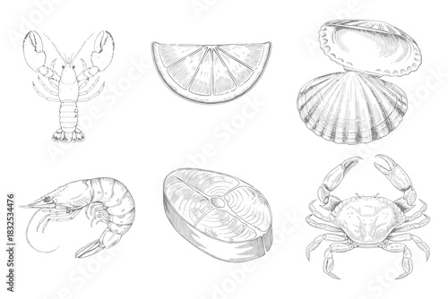 Hand drawn sea food set Collection illustration. Lobster, shrimp, crab and fish. Sketch in vintage style for sea food restaurant menu design. Eps 10
