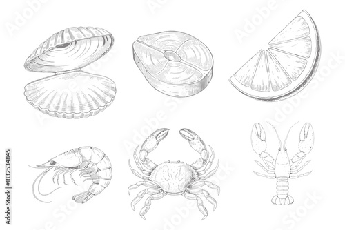 Set of sea food. Vintage fish, drawing food. Delicious shrimp, shell squid. Sea cuisine, grilled crab calamari. Fresh raw market vector. Eps 10