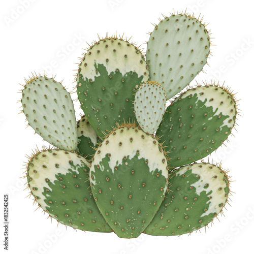 Green prickly pear cactus pads with white tips isolated on transparent background