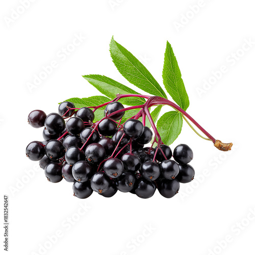Fresh elderberry cluster with green leaves on white isolated background.