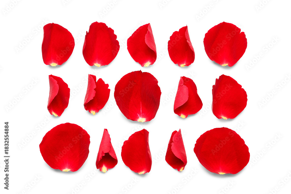 Fototapeta premium Many rose petals on white background