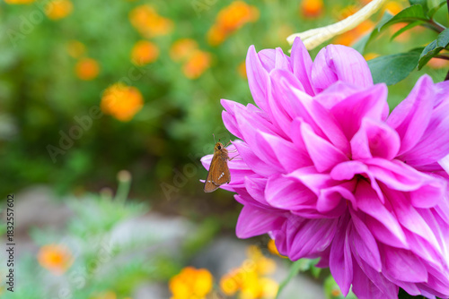 Close-up of a butterfly feeding on a purple dahlia bloom (Dahlia sp.) in autumn.