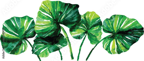 Green leaves big vector collection - Set  Set of tropical green leaves isolated on white background.