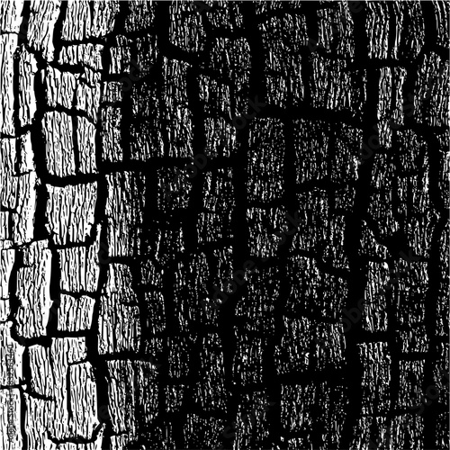 Monochrome bark texture showing a closeup of the intricate patterns and textures found on tree bark, creating a visually striking and detailed background element