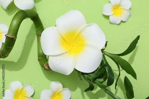 Beautiful plumeria flowers ...