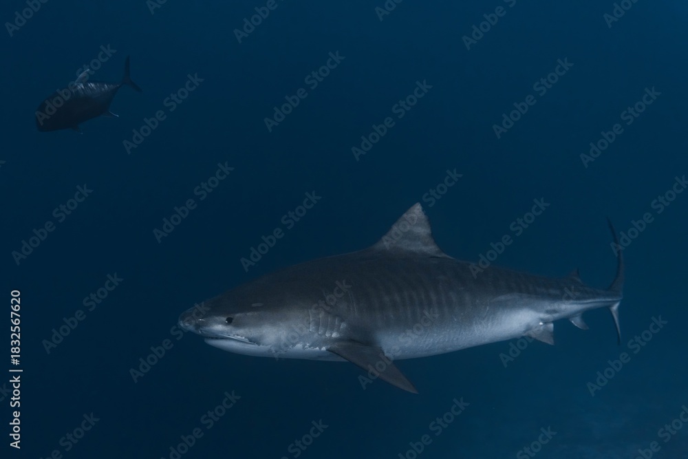 Naklejka premium Tiger shark with a Giant Trevally, Fuvahmulah, Maldives