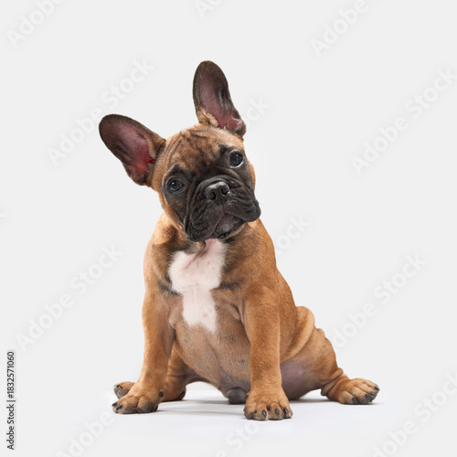 A French Bulldog puppy is sitting on a neutral background, facing the camera with a curious expression. The focus is on the puppy erect ears and muscular build.