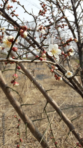 Early Spring Plum Blossoms and Buds in Bloom
